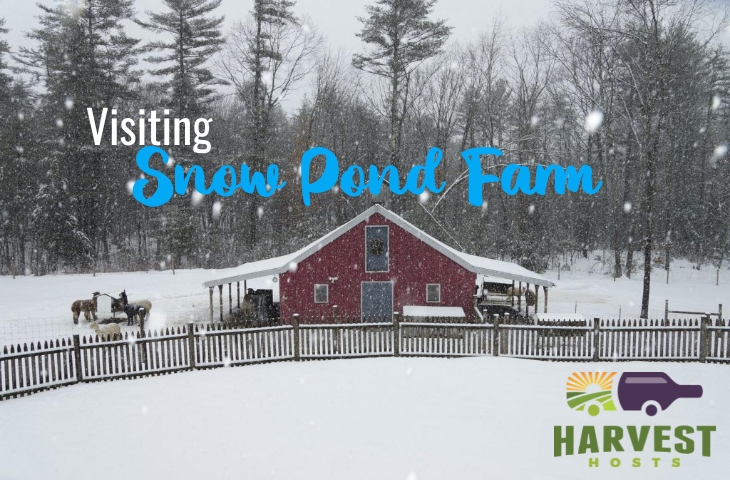 Visiting Snow Pond Farm