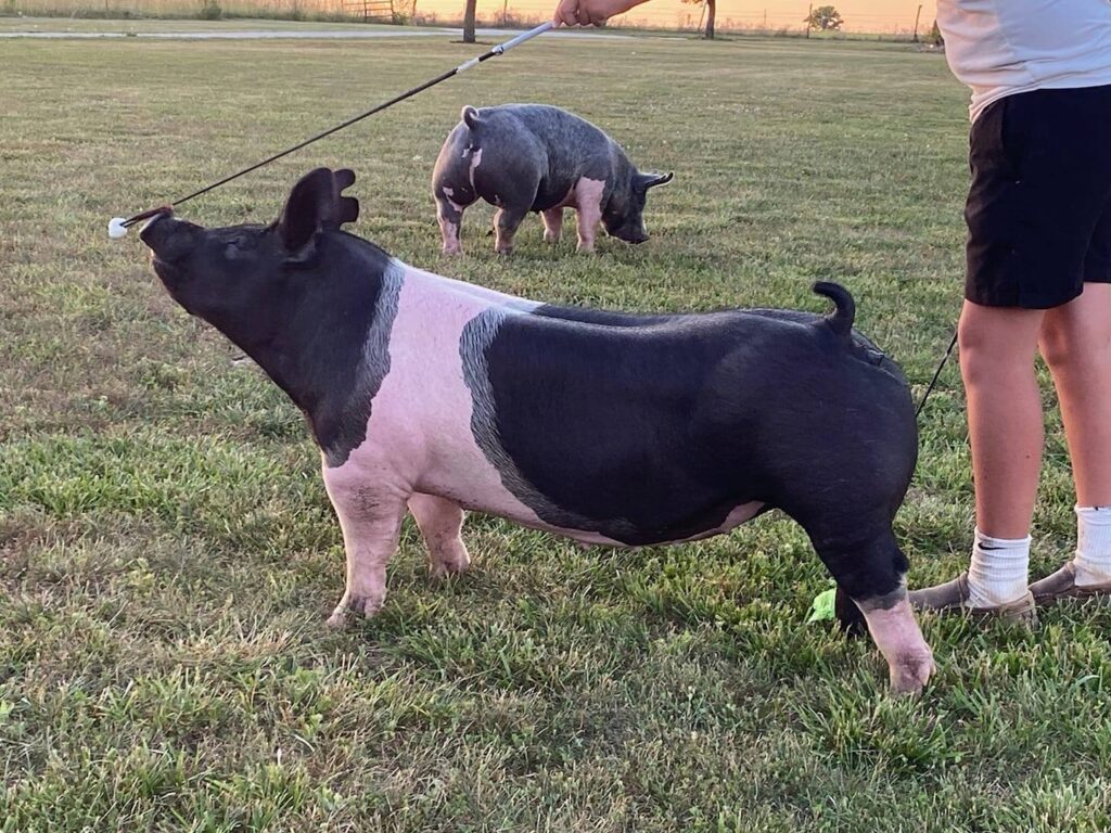 wp-content-uploads-2021-09-pigs-1024x768.jpg