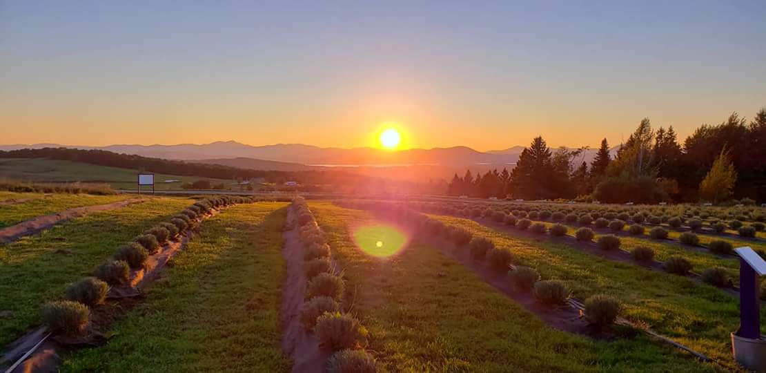 Lavender Essentials of Vermont