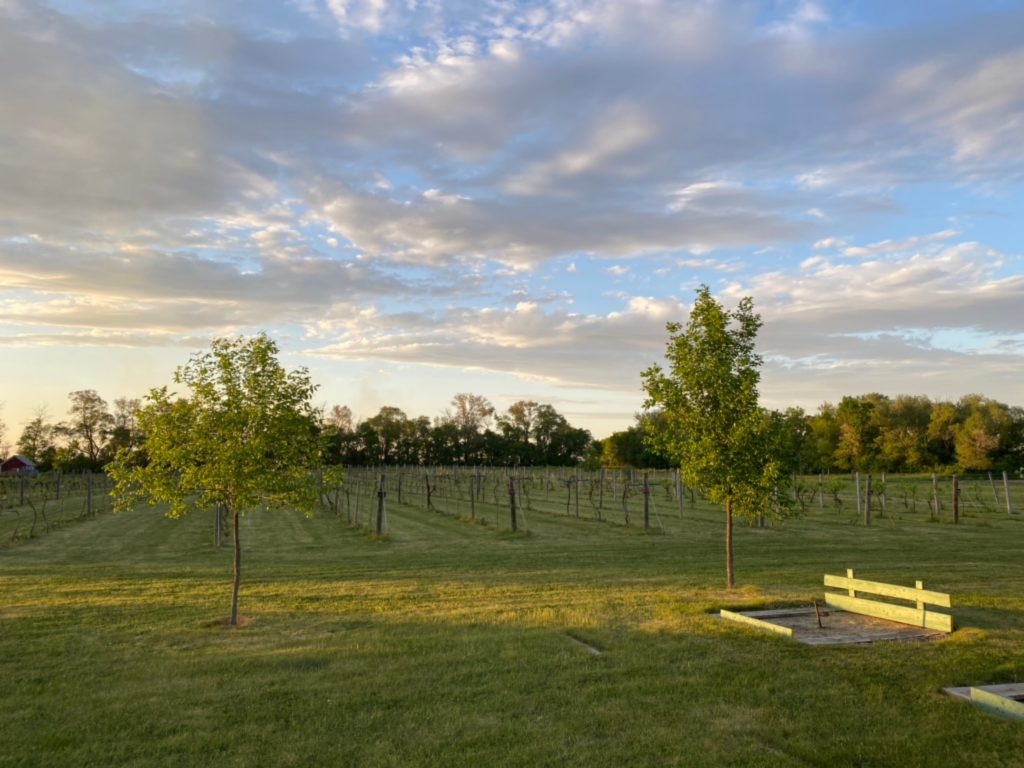 This North Dakota Vineyard specialized in cold-climate grapes and excellent wines.