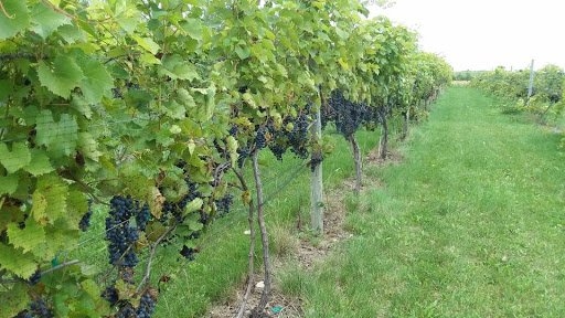 This North Dakota Vineyard specialized in cold-climate grapes and excellent wines.