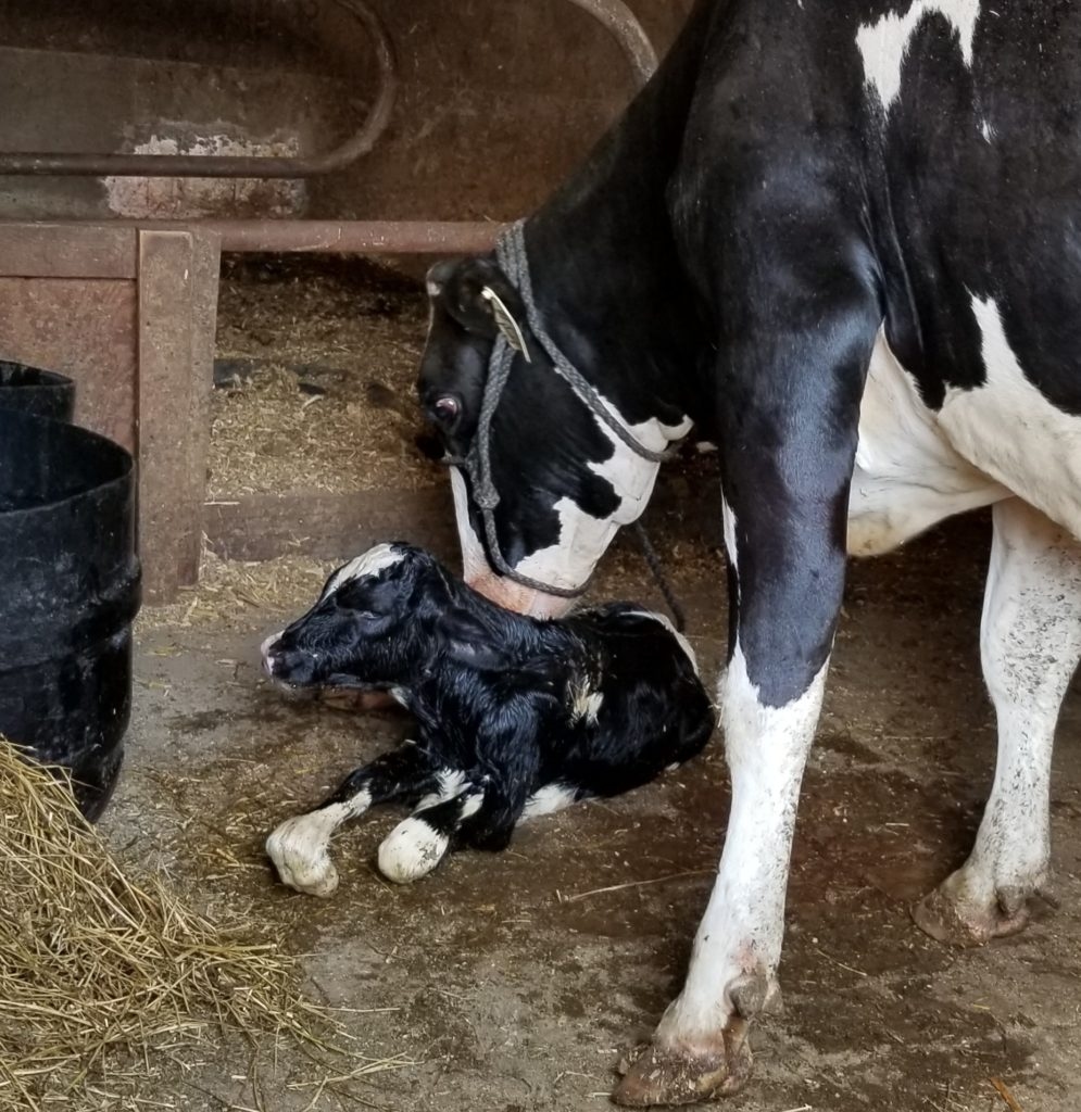 Hansen's Farm Fresh Dairy cows are some of the best in show.