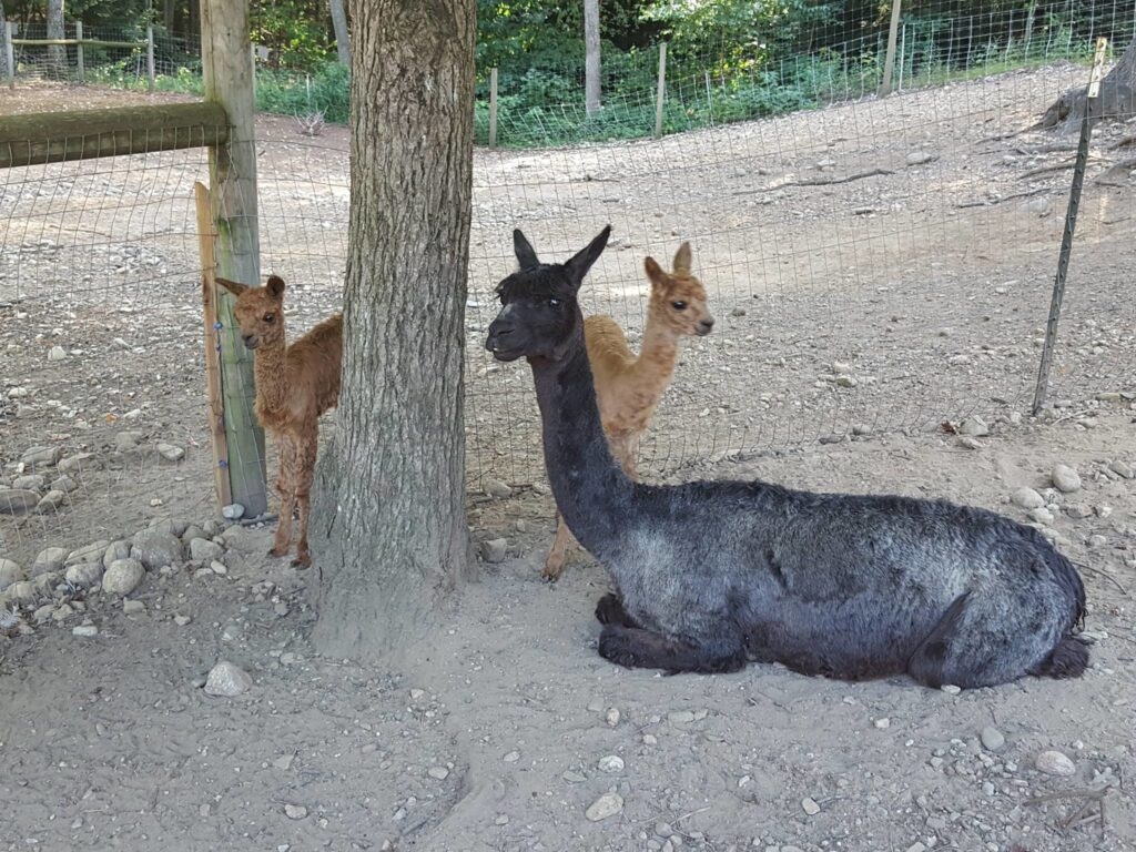 t this farm, the alpacas are treated with love, care and respect.