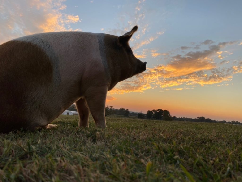 Rabbit Ridge Farms
