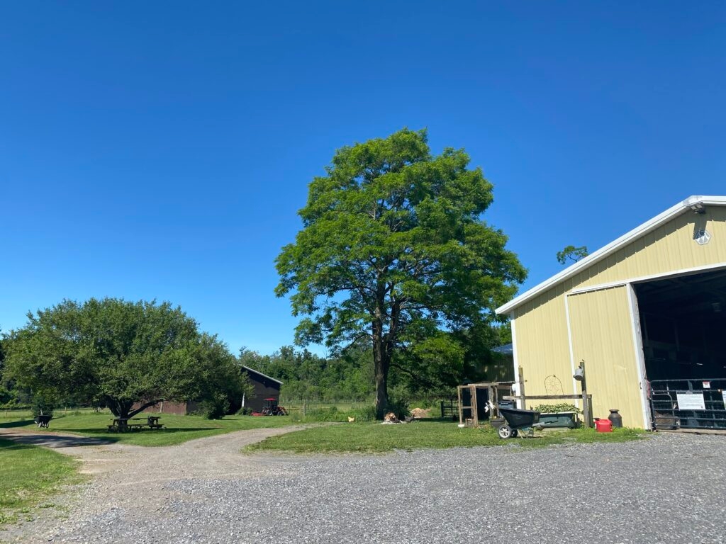 Claddagh Farm Alpacas is one of our awesome Harvest Hosts locations in New York.