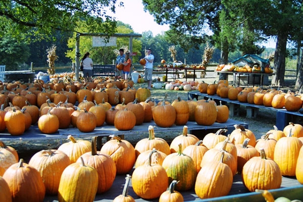 wp-content-uploads-2021-09-Toms-Farm-Photo-credit-West-Tennessee-Day-Trippin.jpg