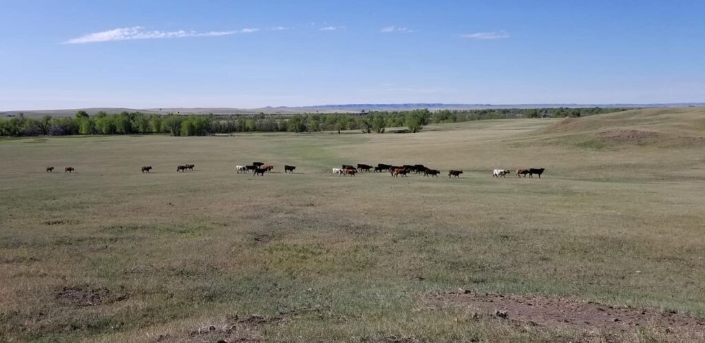 wp-content-uploads-2021-08-J-Walker-Land-Livestock-1024x498.jpg