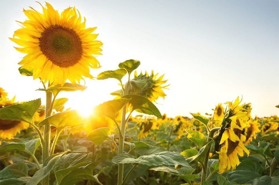 Bedner's Farm Fresh Market is an incredible Florida Harvest Hosts location.