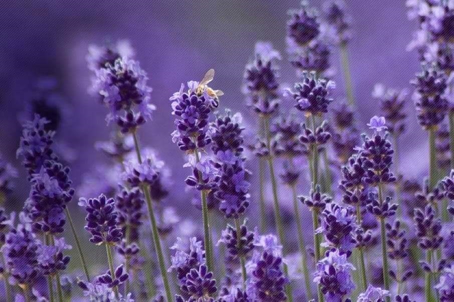 Lavender Essentials of Vermont
