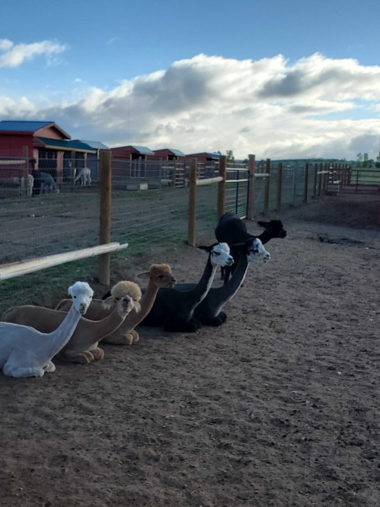 At Pleasant Journey Alpacas, they breed alpacas and sell alpaca products.