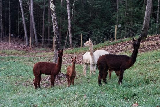 Snow Pond Farm is one of our incredible Harvest Hosts locations in New Hampshire