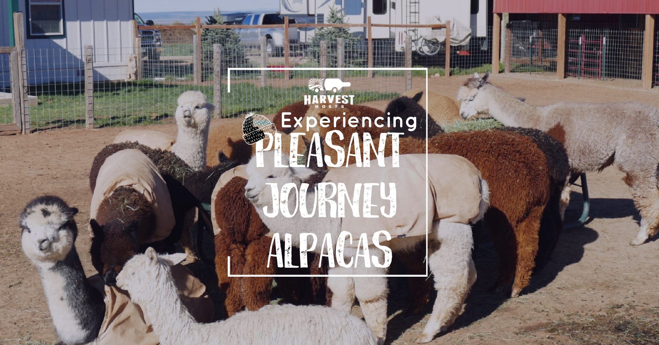 Experiencing Pleasant Journey Alpacas