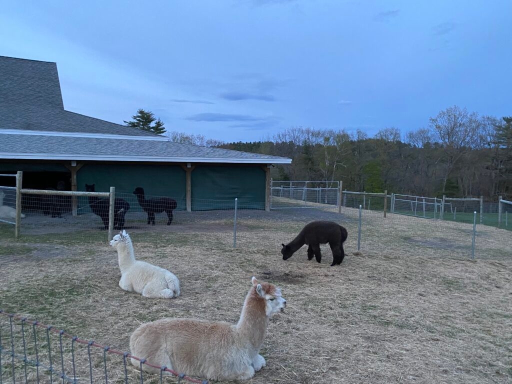 At this farm, the alpacas are treated with love, care and respect.