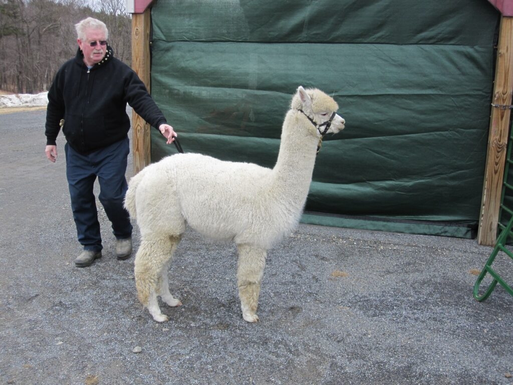 At this farm, the alpacas are treated with love, care and respect.