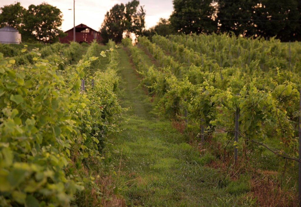 wp-content-uploads-2021-04-Bluegrass-Vineyard-1024x704.jpg
