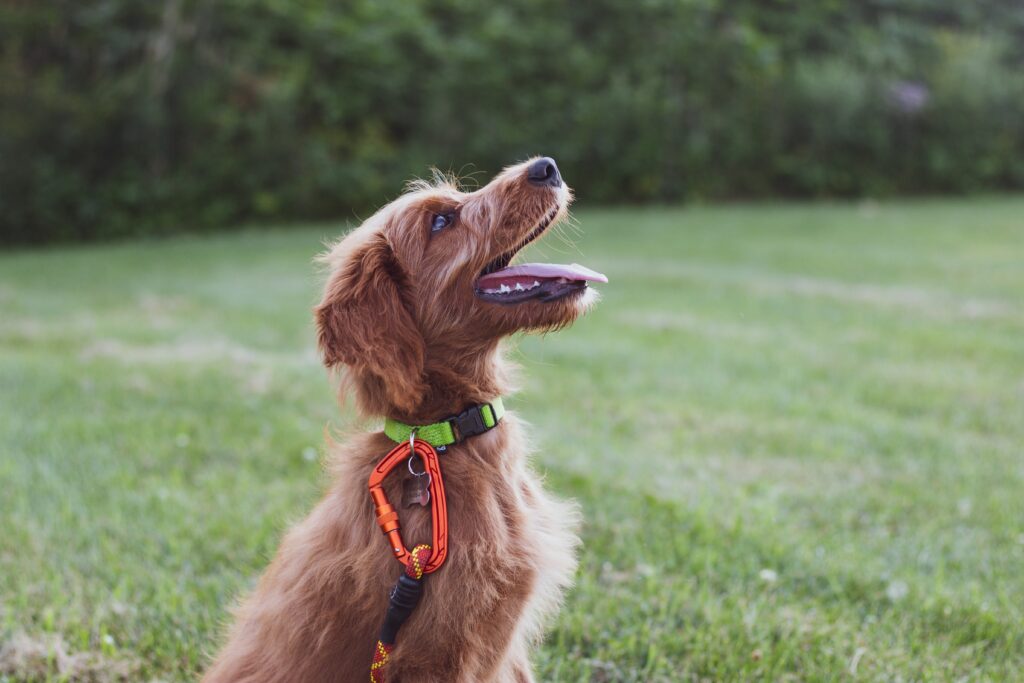 wp-content-uploads-2021-08-reed-shepherd-r1q76Rut5t8-unsplash-1024x683.jpg