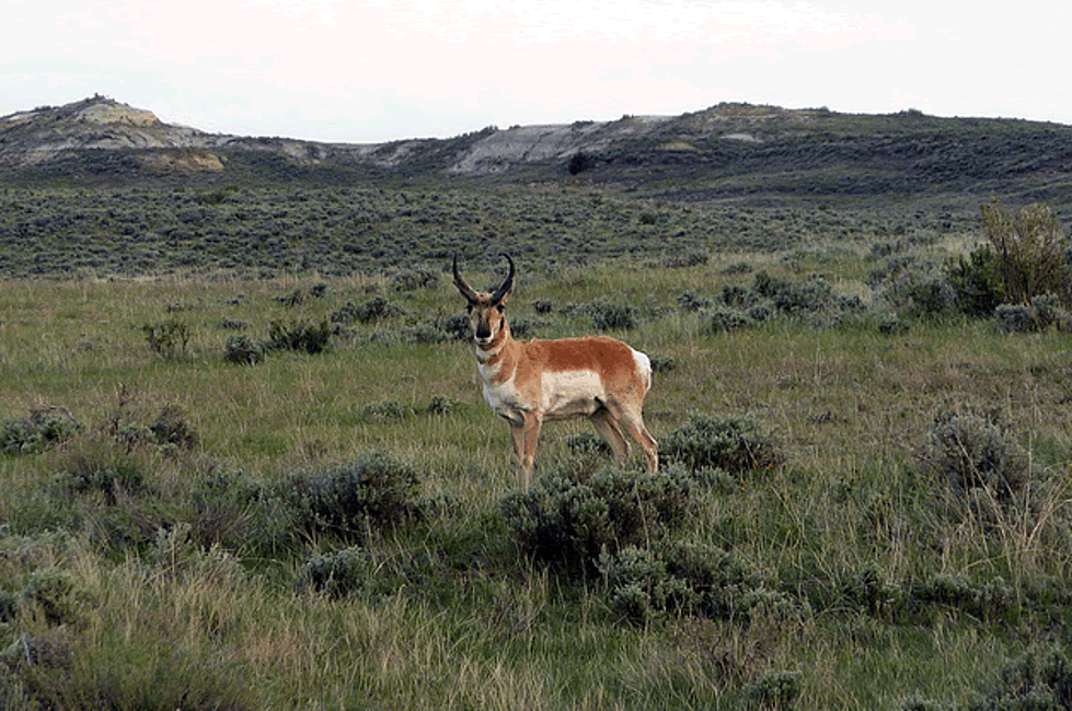 wp-content-uploads-2021-08-Thunder-Basin-National-Grassland-Photo-credit-K2-Radio.png