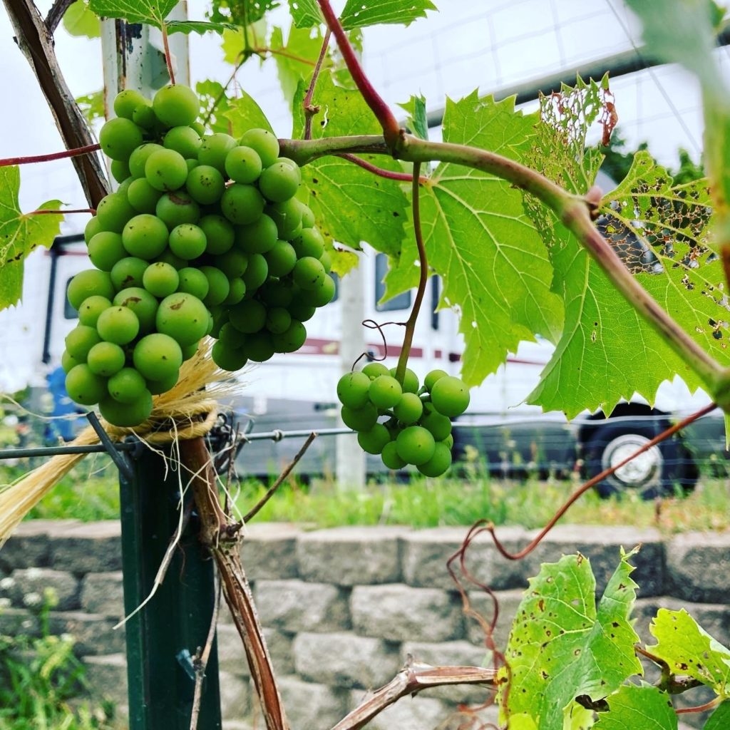 Garvin Heights Vineyard is an awesome Harvest Hosts location in Michigan.