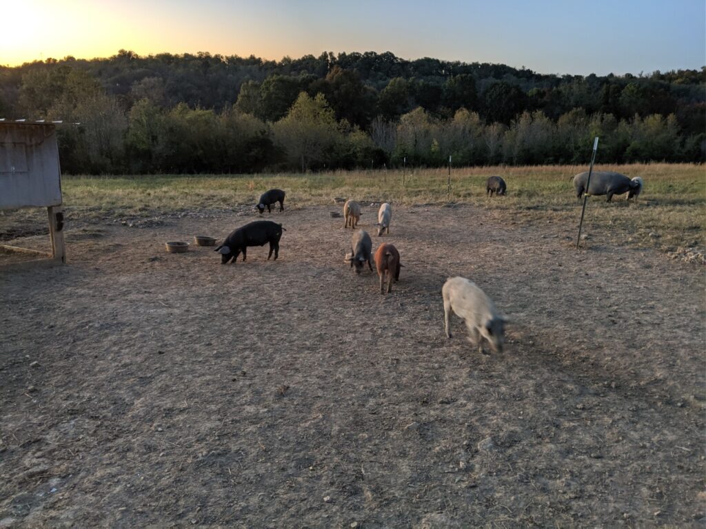wp-content-uploads-2021-03-pasture-point-pasture-pork-1024x768.jpg