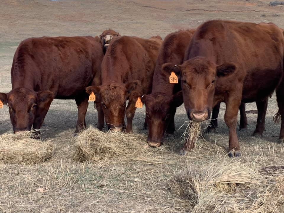 wp-content-uploads-2021-08-Red-Water-Ranch.jpg