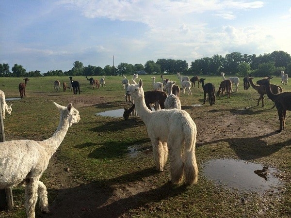 Alpacas are soft and friendly creatures who enjoy human company.