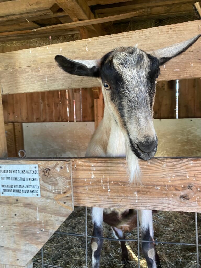 The farm has many spots to choose from and a lovely petting zoo