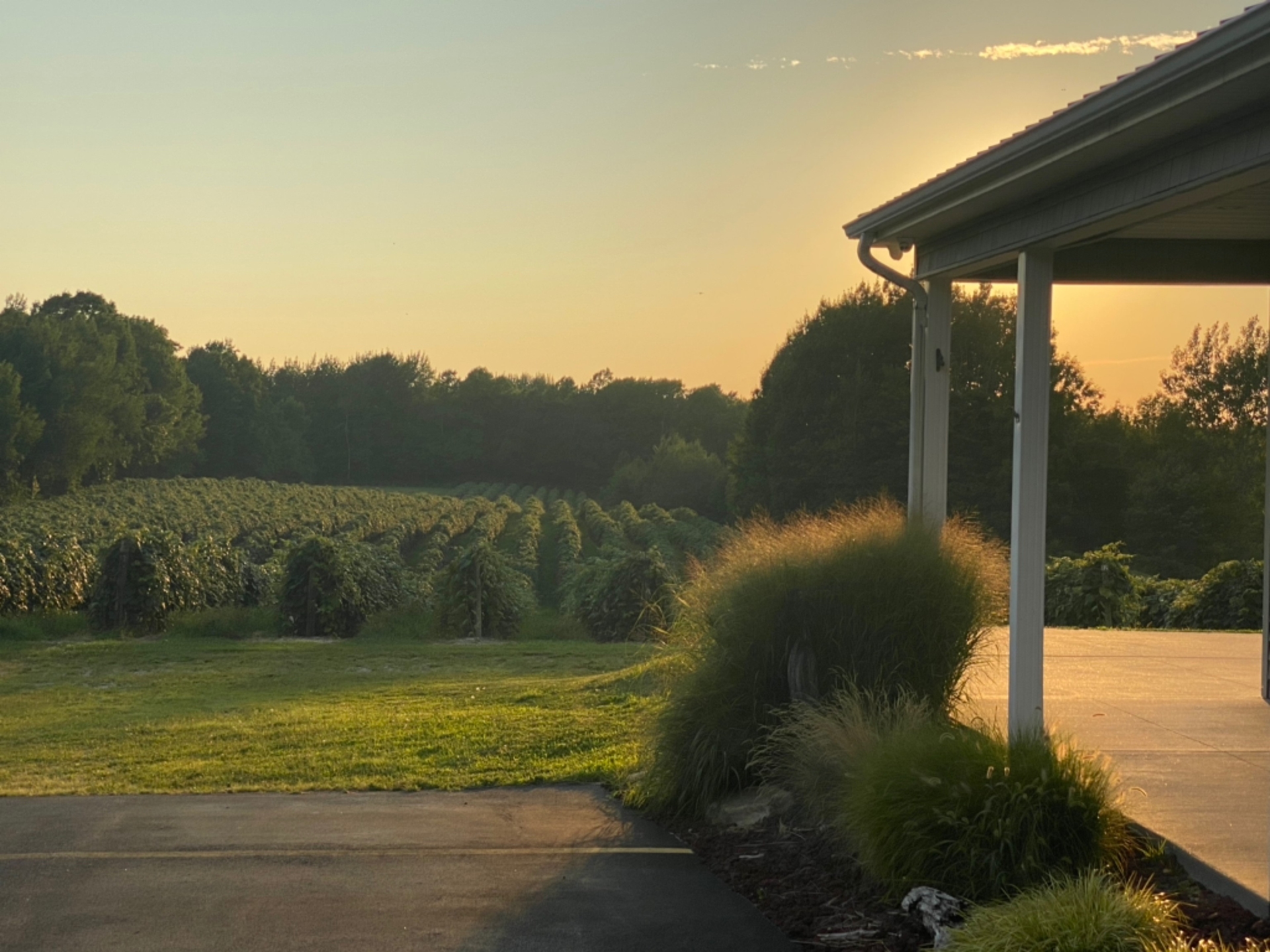 hh_lakeview-wine-cellars_mid_94892_brian-montgomery_20-08-17_qvERGxbNu6Om0WcH_16a60a92ab46ea17a7e5693cc0dce0fd.jpg