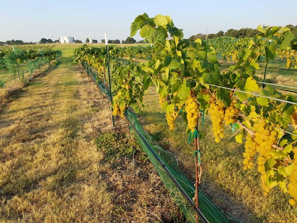 Frascone Winery is located on the beautiful Gulf Coast of Texas.