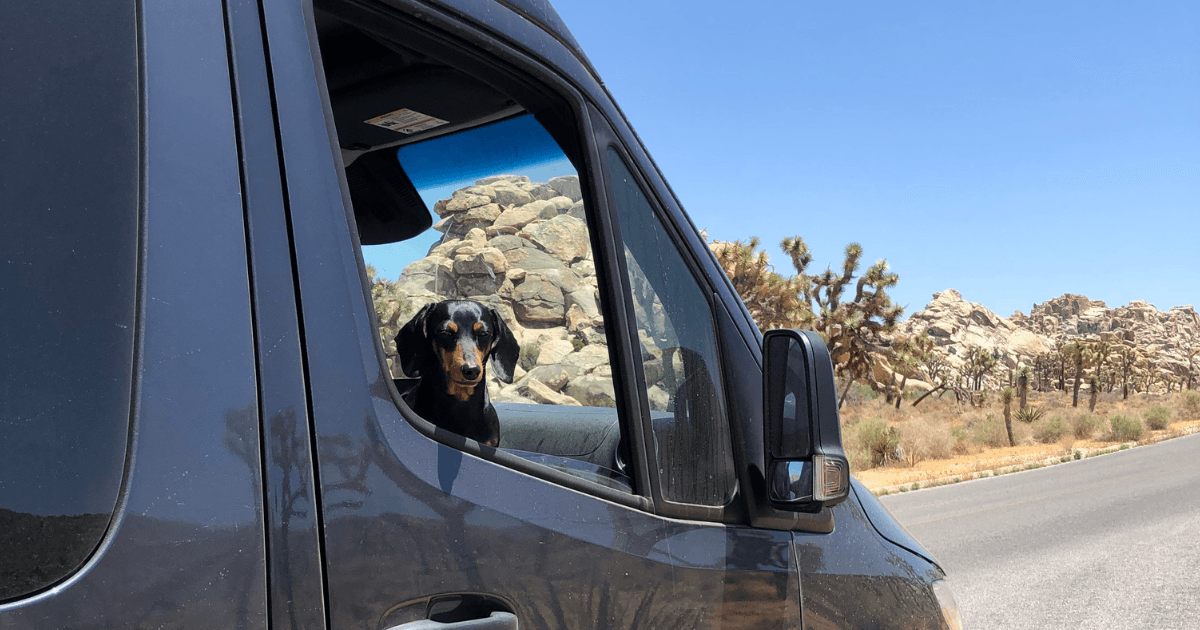 A dog looks out an RV window.