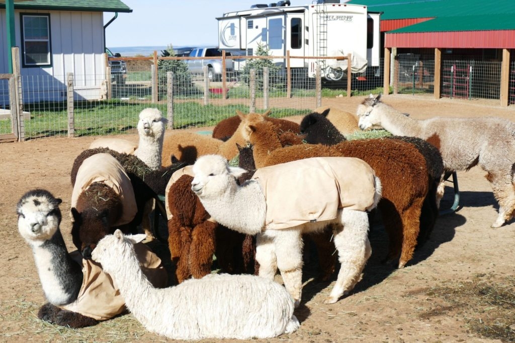 At Pleasant Journey Alpacas, they breed alpacas and sell alpaca products.
