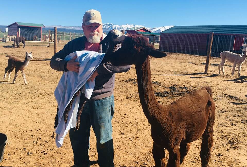 Breeding quality alpacas is one of the owners' biggest goals.