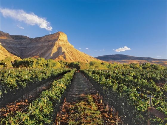 The tasting room is located just outside of beautiful Salida, Colorado.