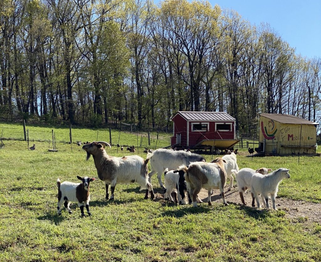Bent Limb Farm is one of our awesome Harvest Hosts locations.