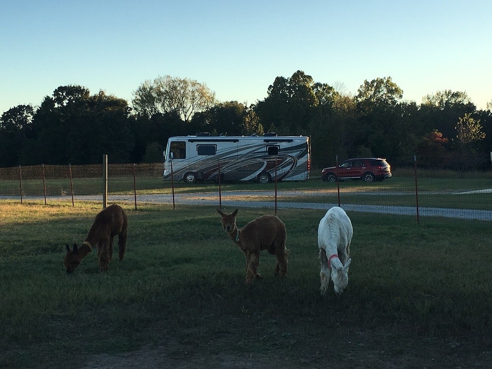 Zena Suri Alpacas joined the Harvest Hosts family a few years ago.