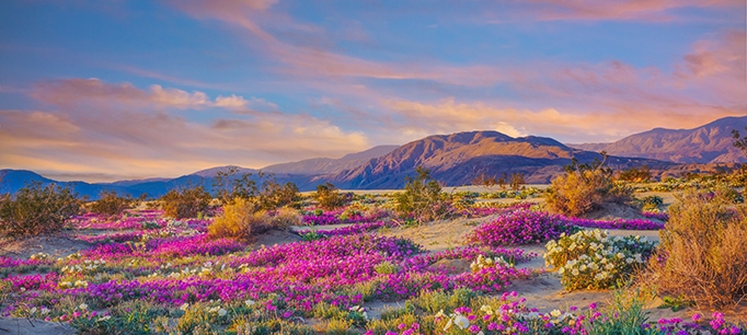 Spring desert wildflowers in Anza Borrego Desert State Park, CA