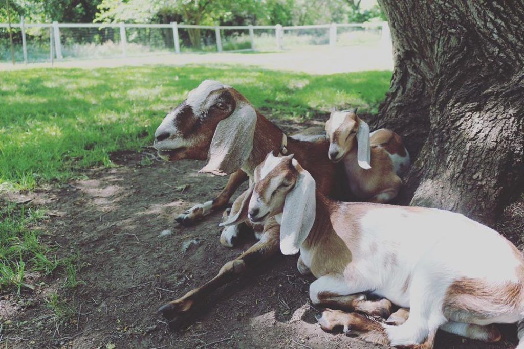 Two goats sit beneath a shady tree.