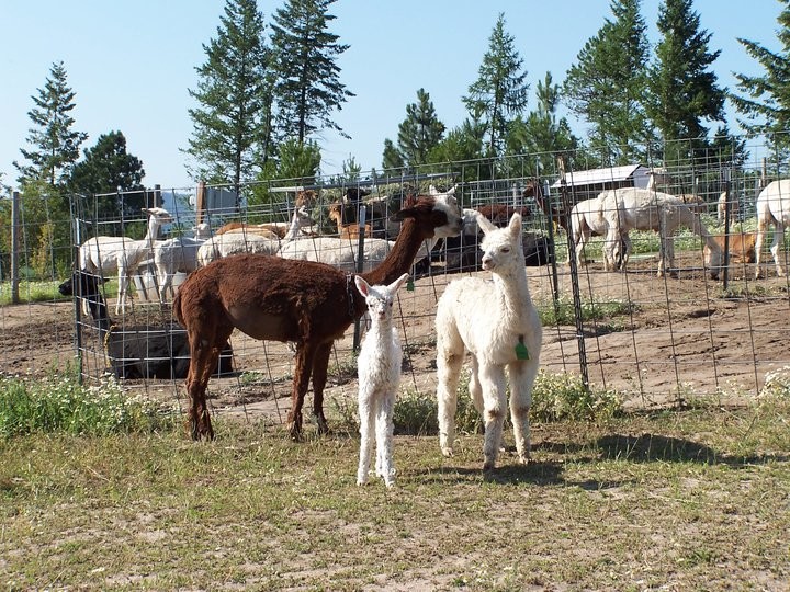 Alpacas are a soft and wooly mammal, and they are not the same as llamas.