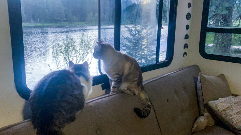 Just like a dog, your feline friend is more than capable of enjoying RV life, with the right practice and accommodations, of course.