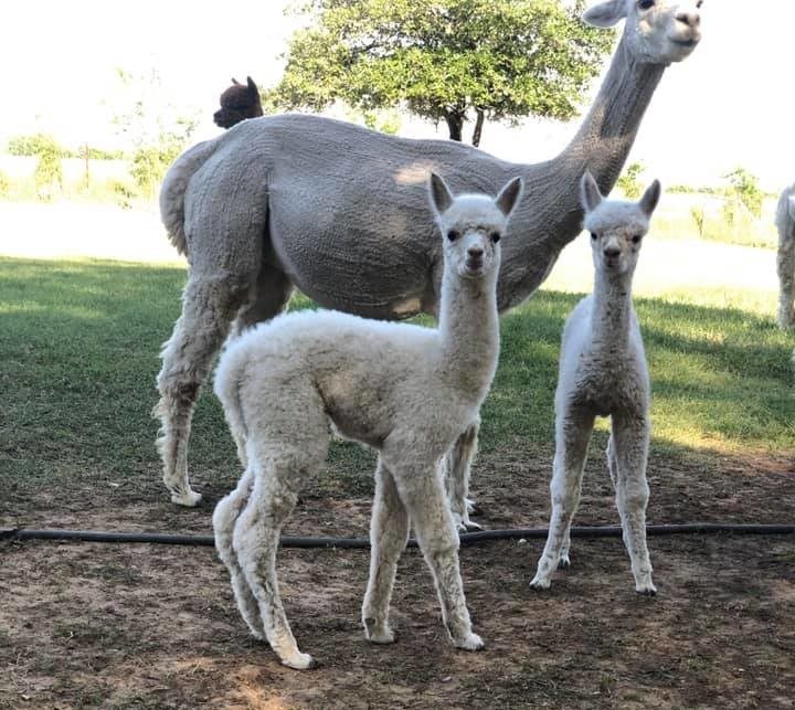 Several fuzzy alpacas stand in a line on a grassy field.