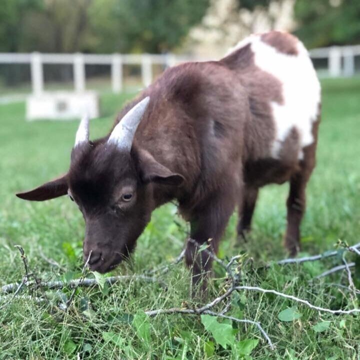 A rescued goat at Shepherd's Rest Rescue stands on a grassy field.