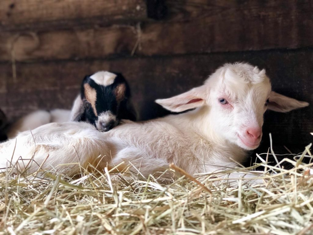 Serenity Acre Farms is a lovely Florida Harvest Hosts location.