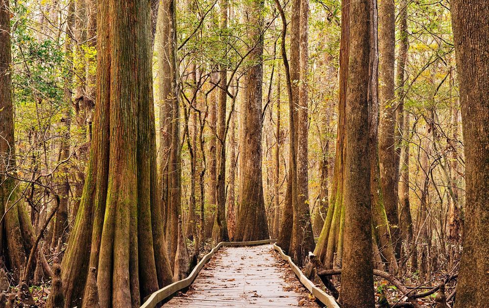 A boardwalk shot leading into the forest