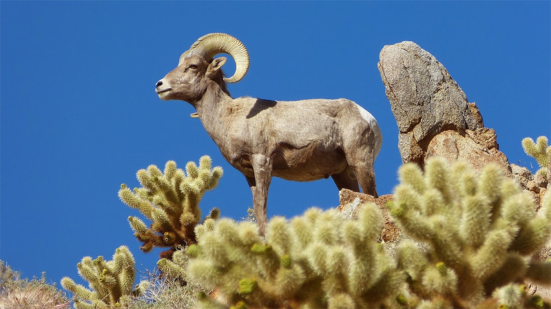 anza borrego wildlife