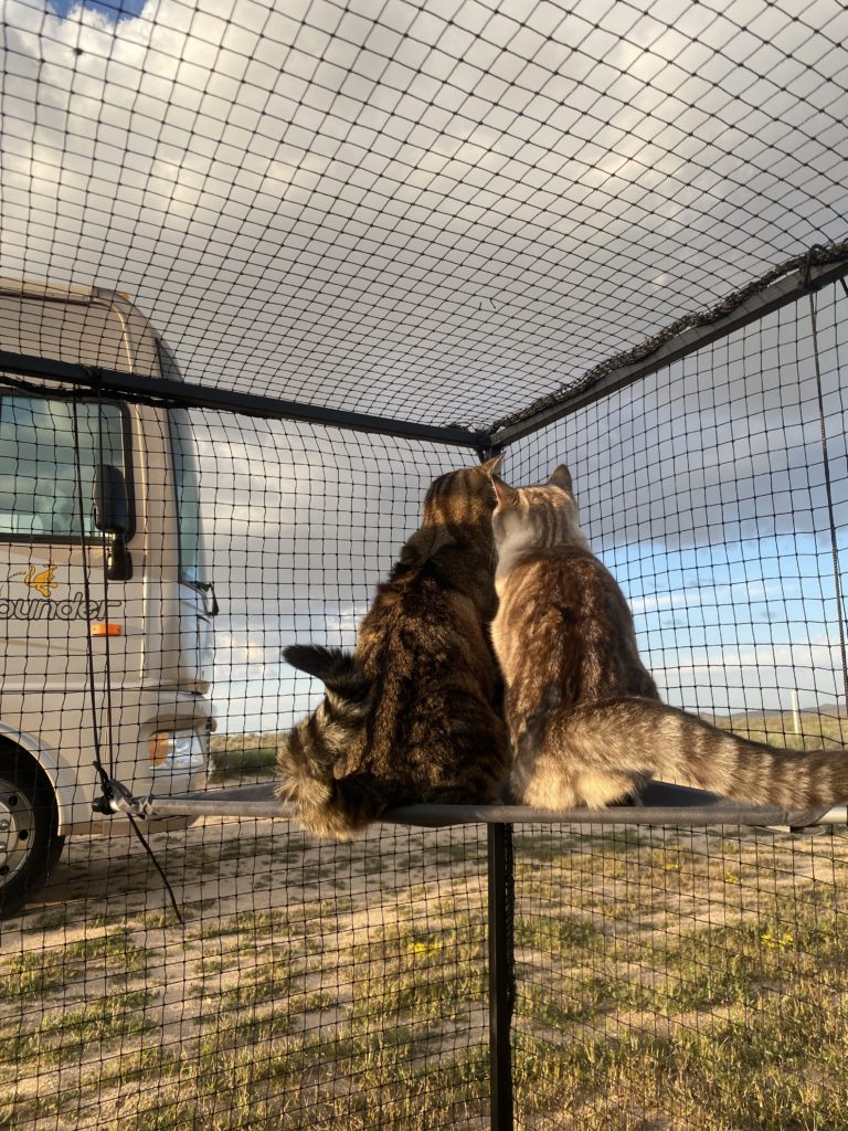 An outdoor catio or cabana can be a great way to allow your feline to spend time outdoors without risking their potential escape.