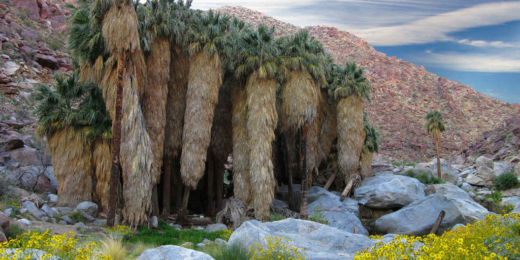 anza borrego view