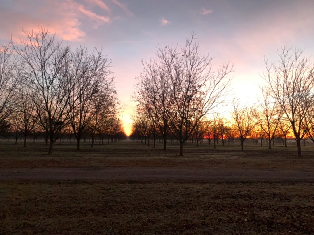 Paw Paw's pecans in Arkansas