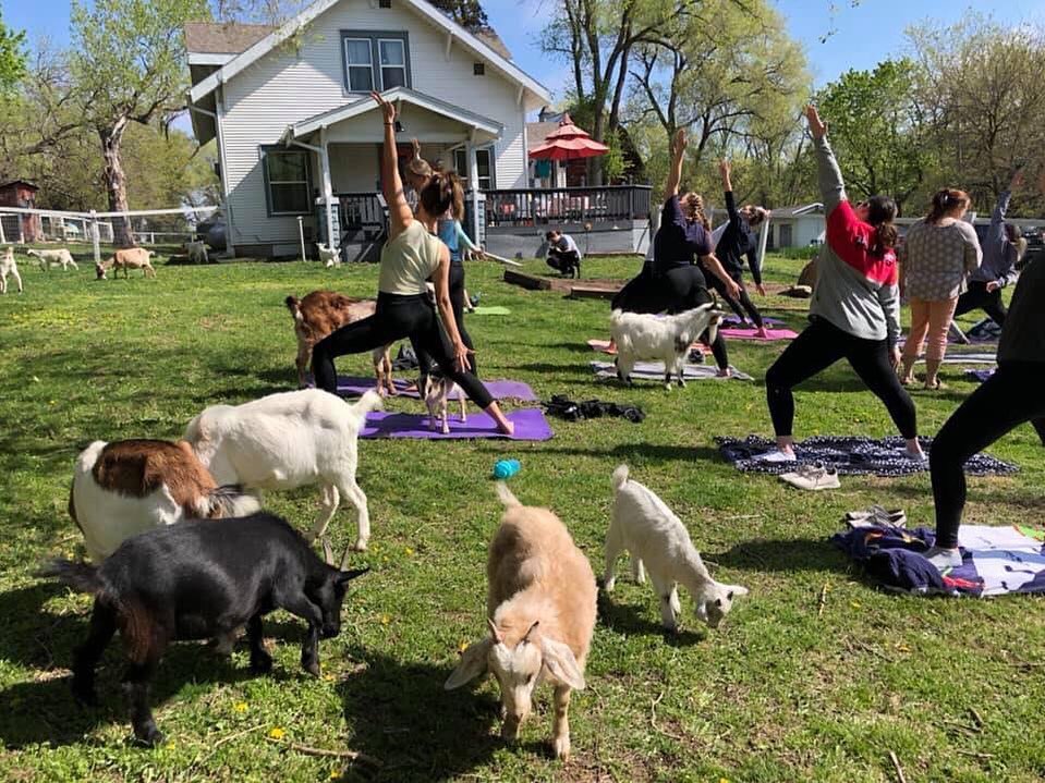 Shepherd's Rest Rescue hosts a large goat yoga event in a large grassy field on their property.