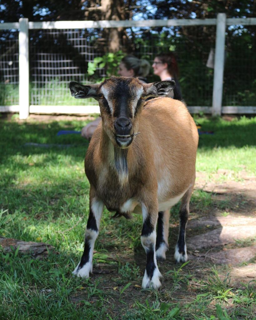 A rescued goat at Shepherd's Rest Rescue stands on a grassy field.