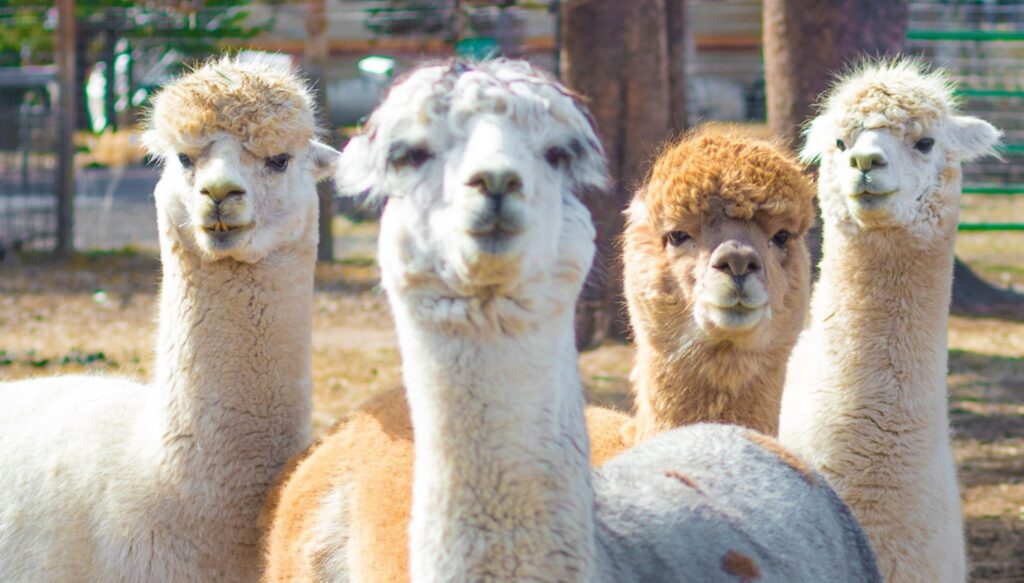 wp-content-uploads-2021-05-Red-Oak-Farms-Alpacas-1024x583.jpg