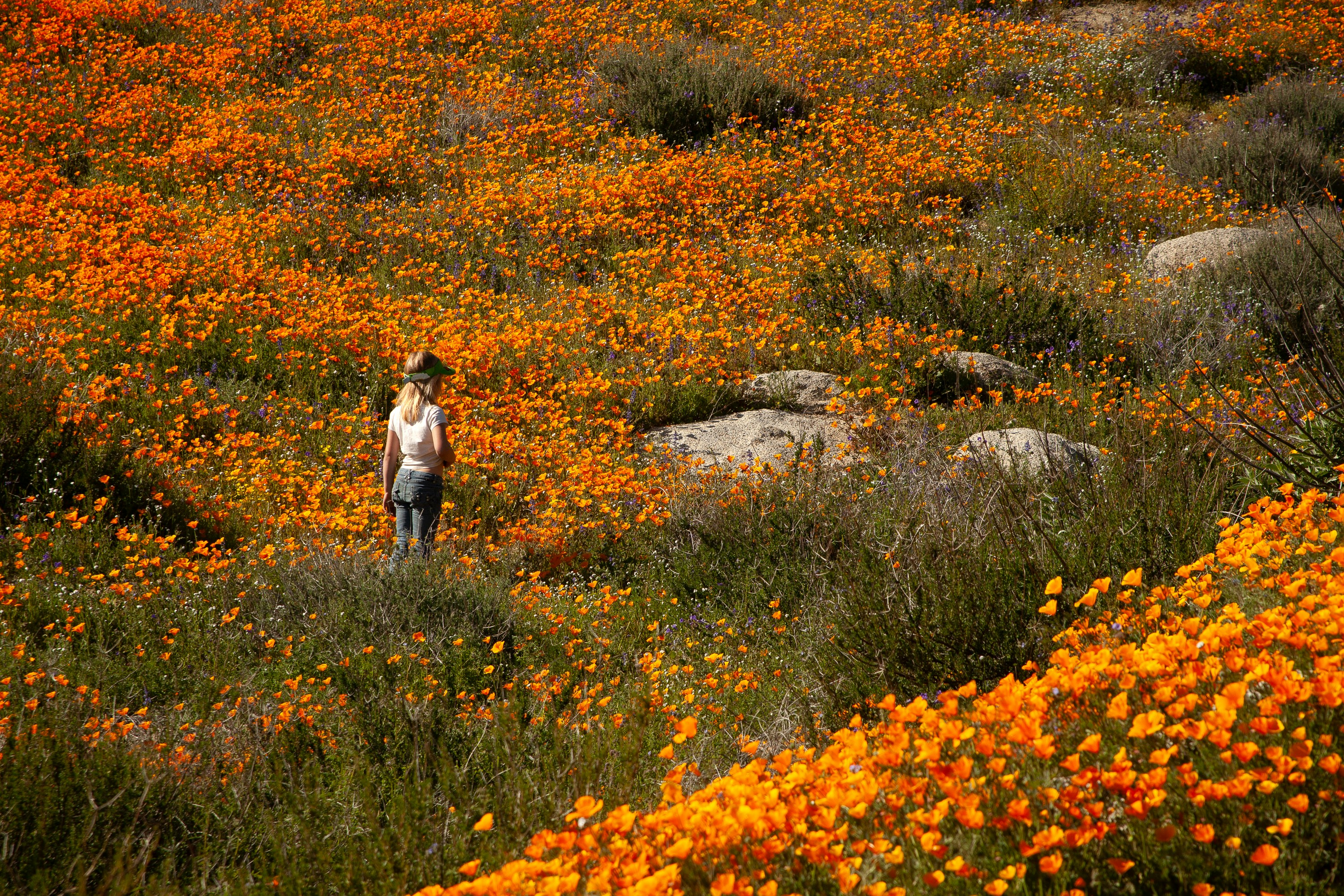 Anza Borrego State Park.jpg
